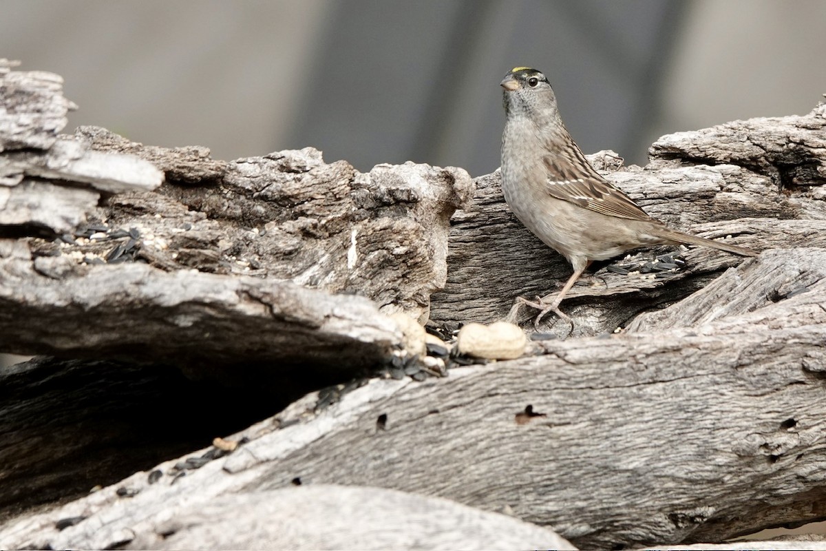 Golden-crowned Sparrow - Fleeta Chauvigne