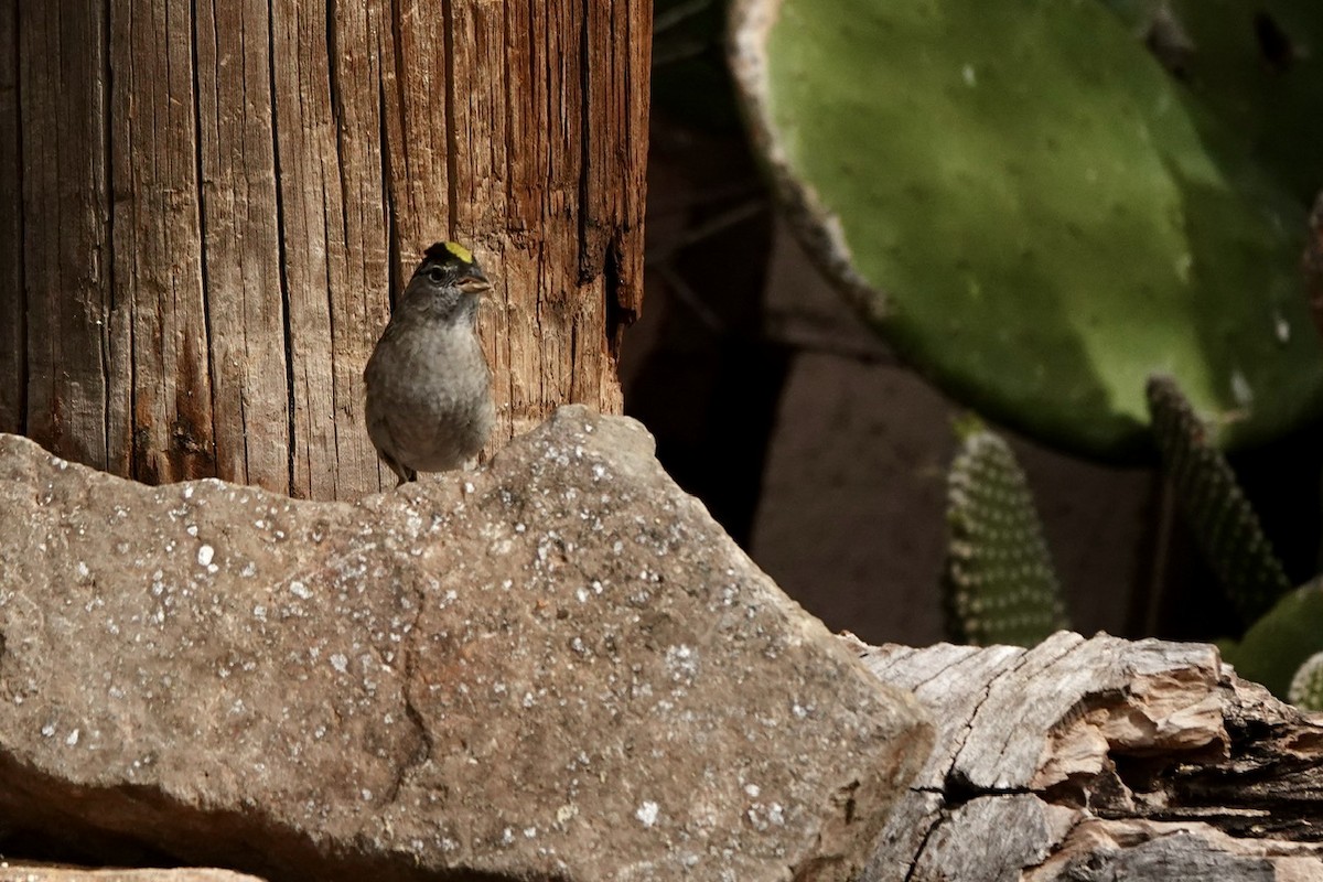 Golden-crowned Sparrow - ML617910707