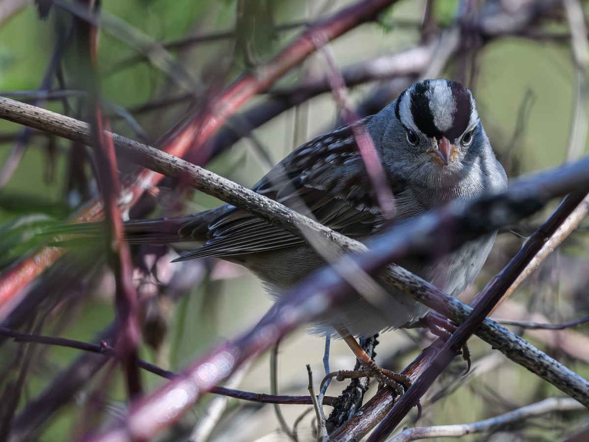 White-crowned Sparrow - Bruce Kennedy