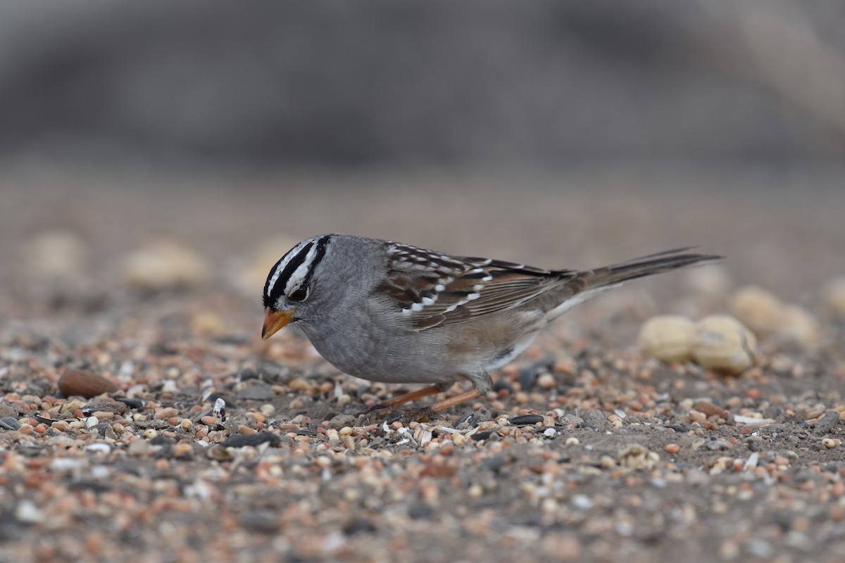 White-crowned Sparrow - ML617910714
