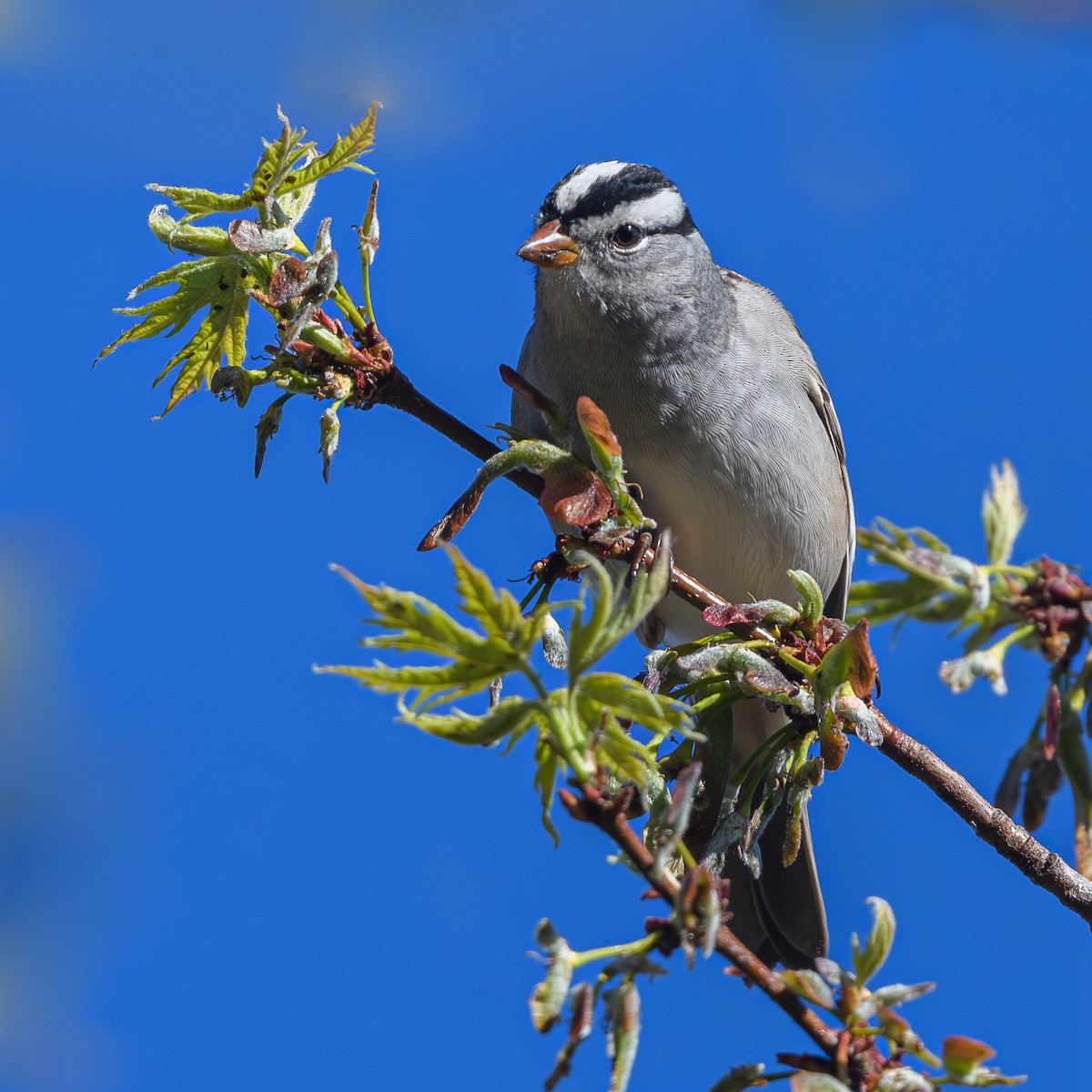 White-crowned Sparrow - ML617910715