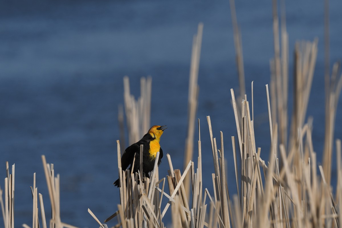 Yellow-headed Blackbird - ML617910734
