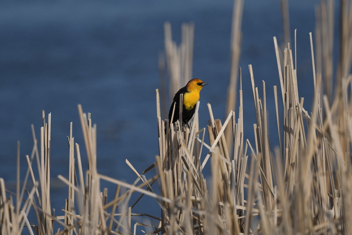 Yellow-headed Blackbird - ML617910735