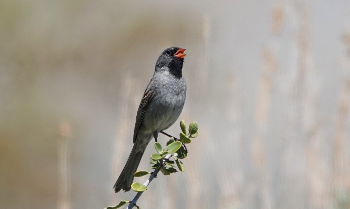 Black-chinned Sparrow - ML617910738