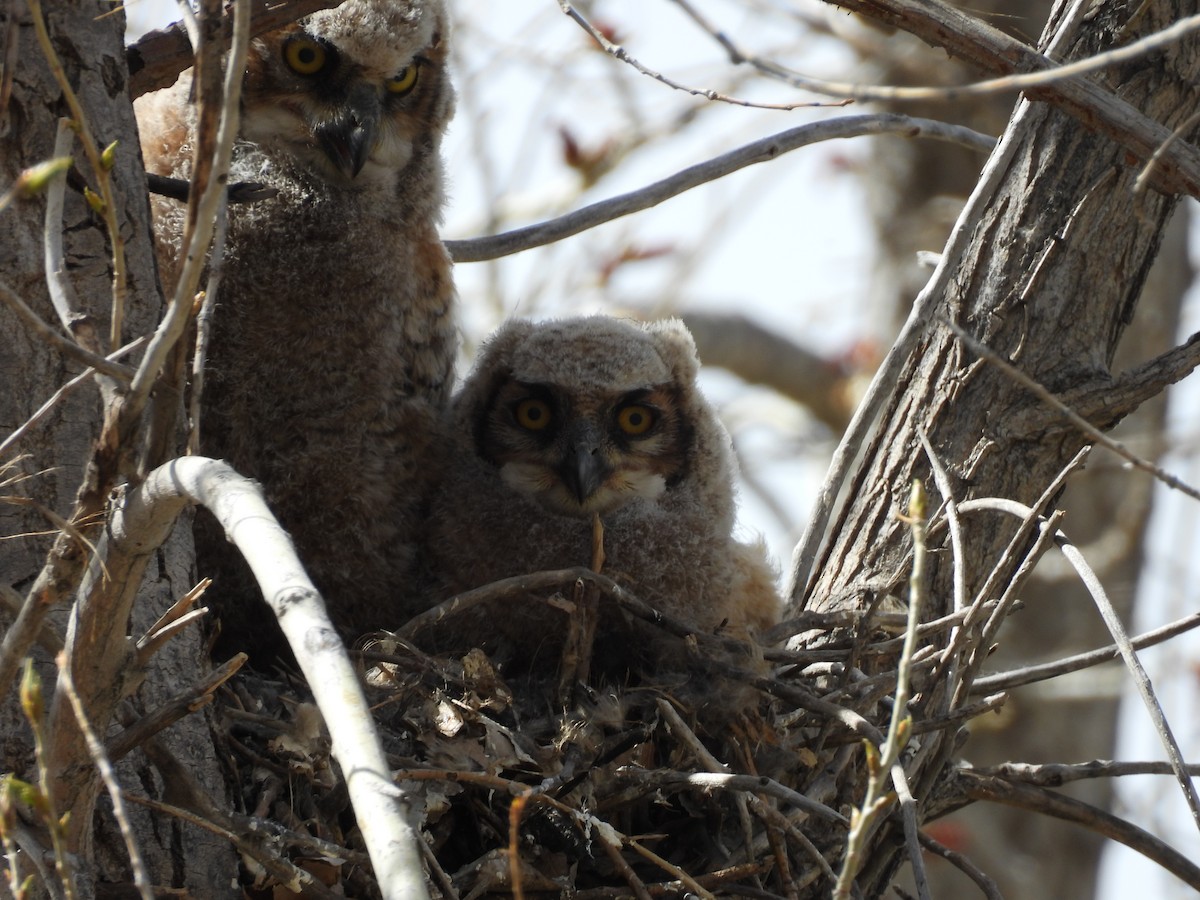 Great Horned Owl - ML617910741
