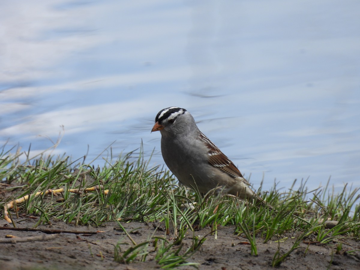 White-crowned Sparrow - ML617910748