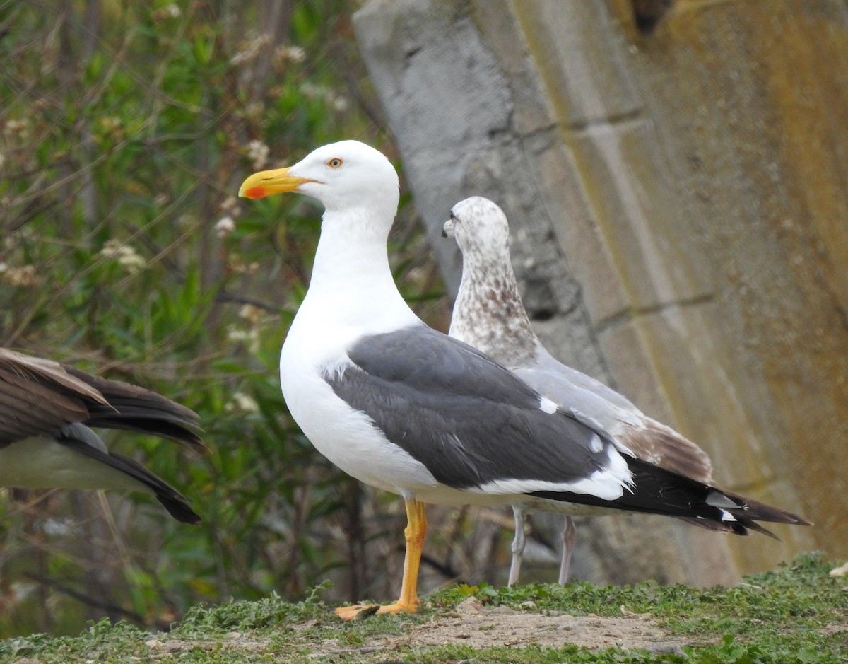 Yellow-footed Gull - Keith Condon