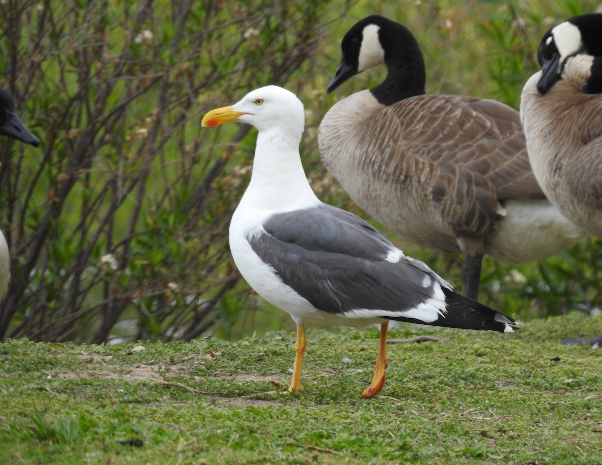 Yellow-footed Gull - ML617910797