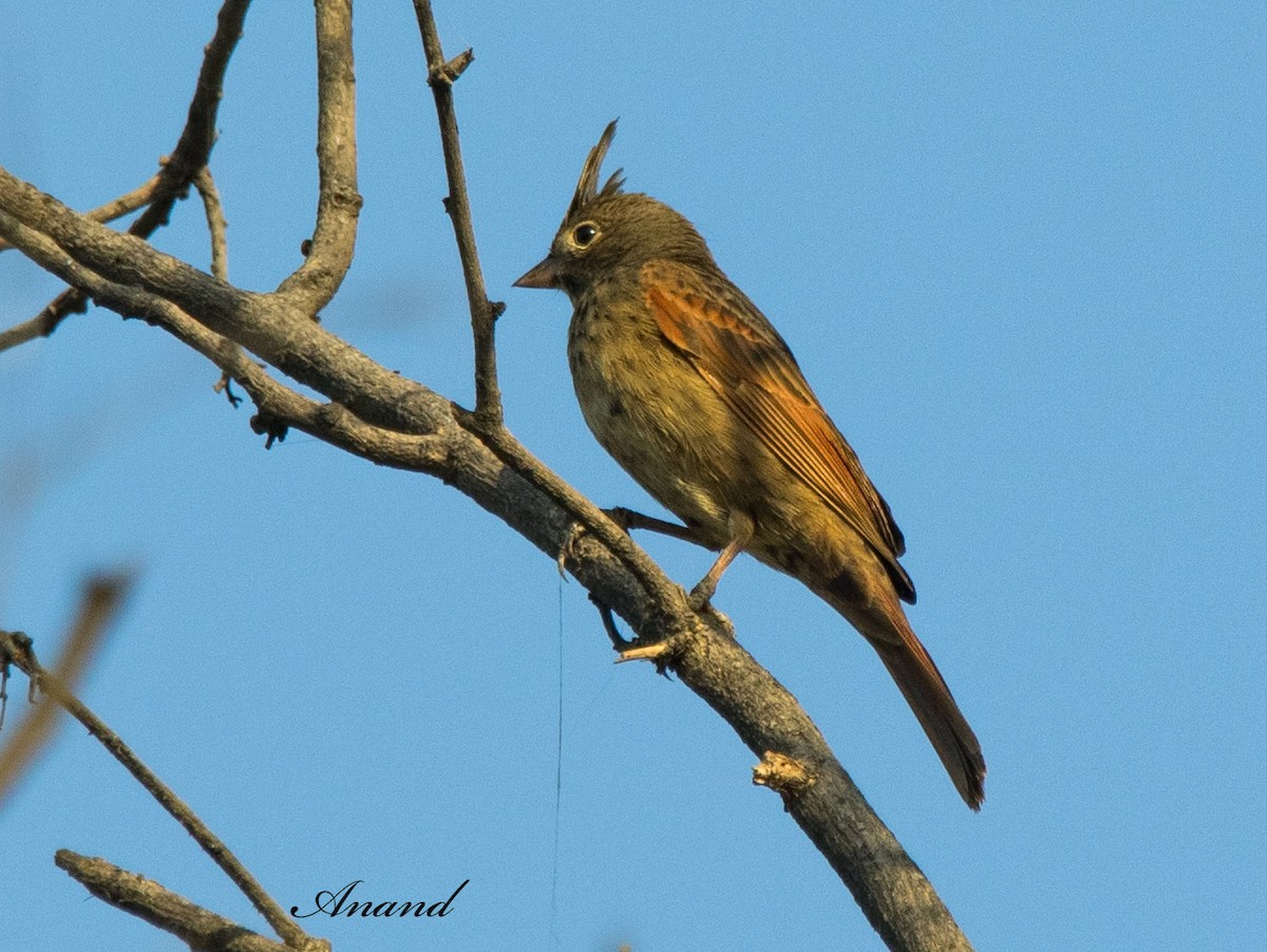 Crested Bunting - ML617910840