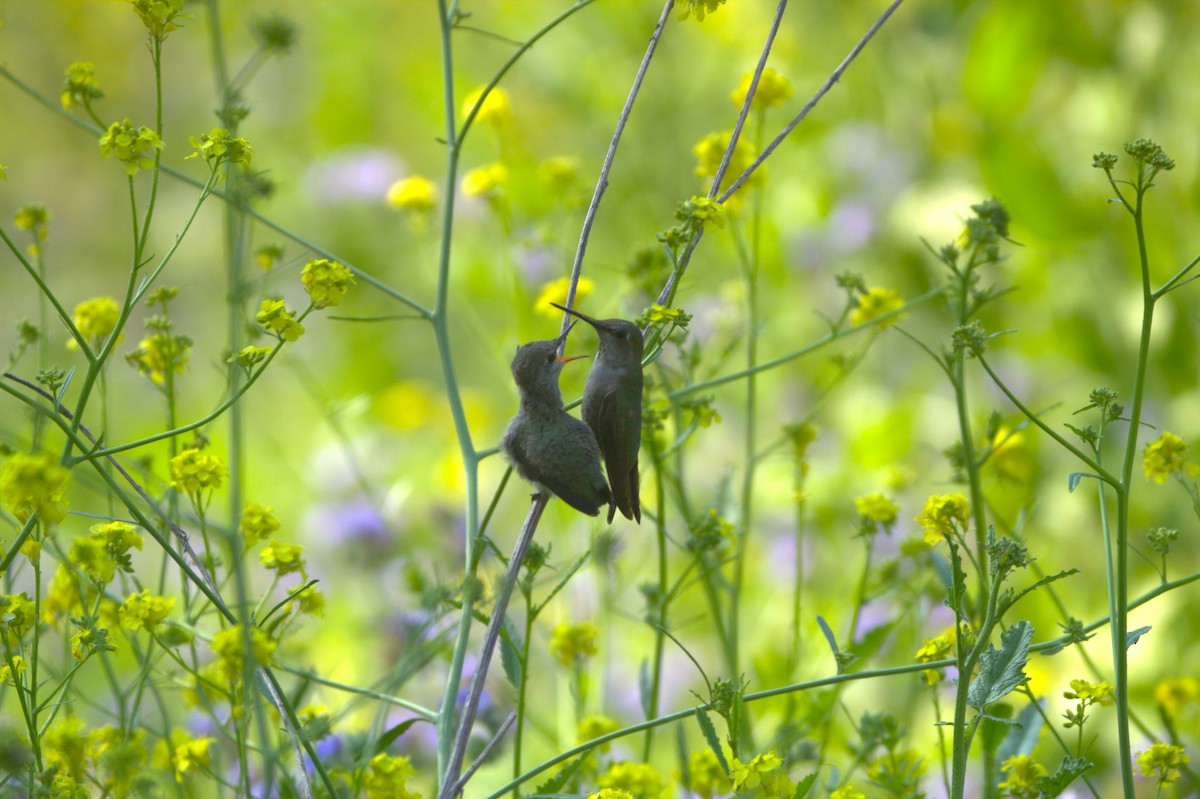 Anna's Hummingbird - ML617910846