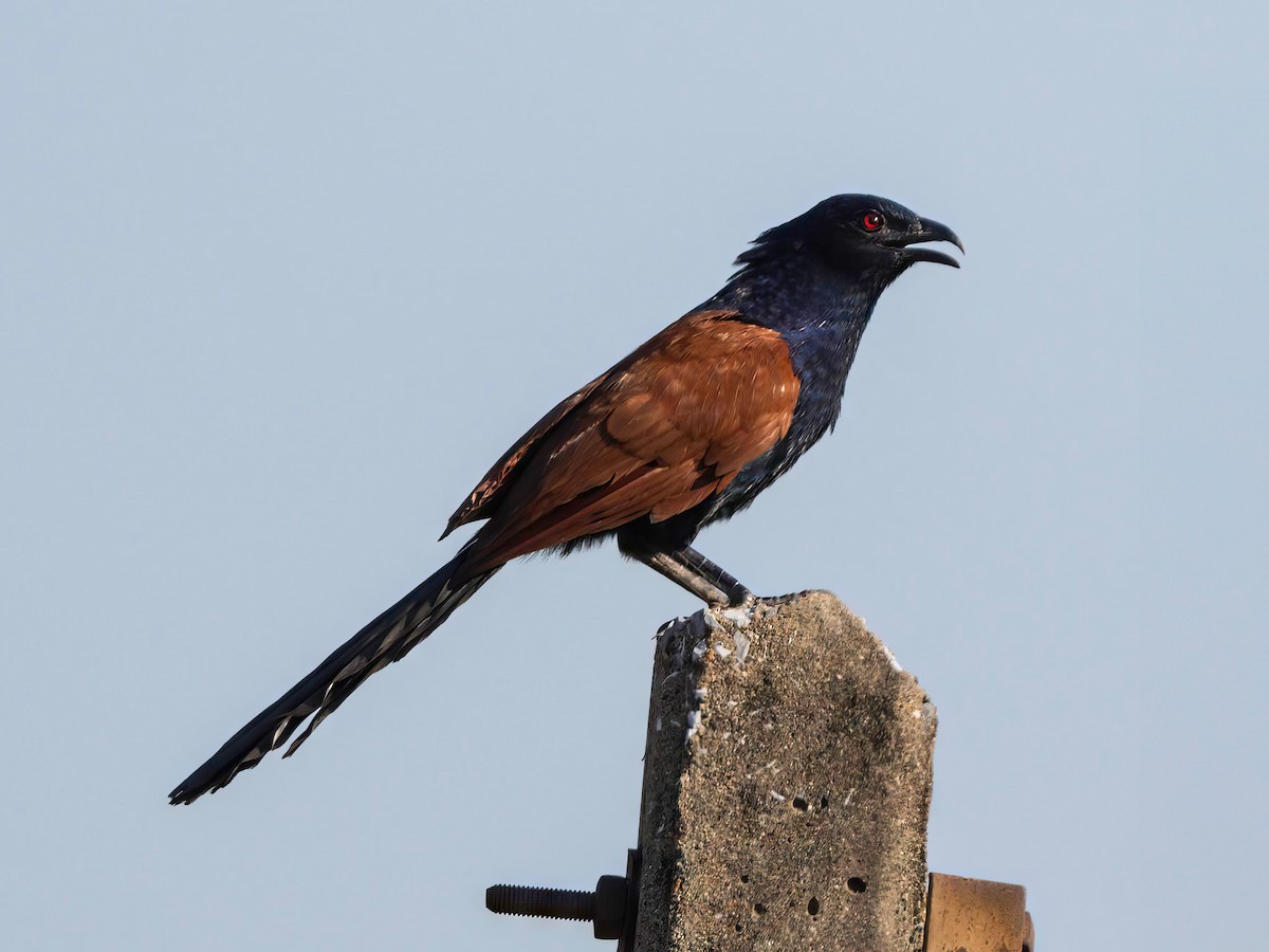 Greater Coucal - ML617910900