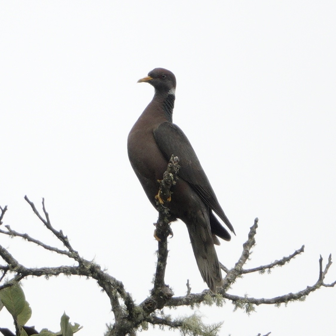 Band-tailed Pigeon (White-necked) - ML617910909