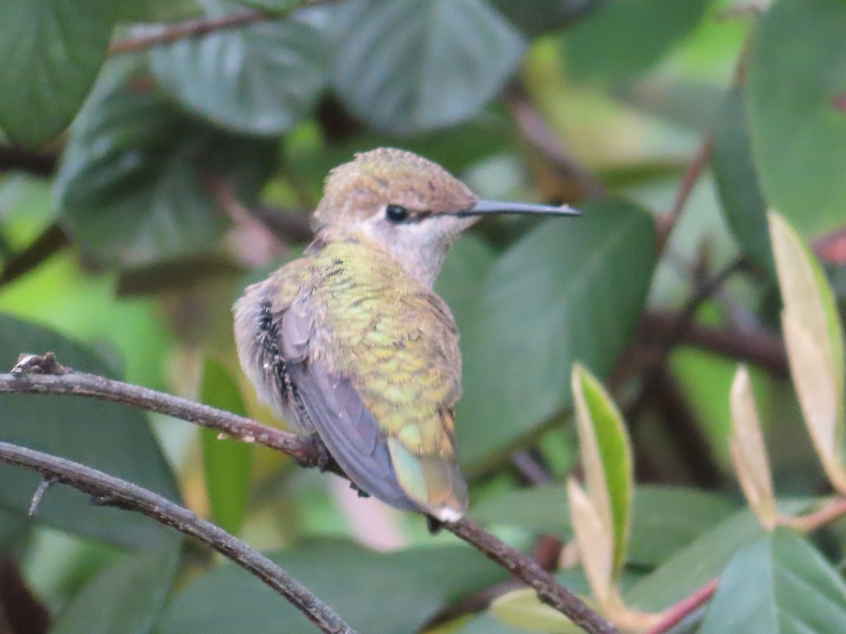Anna's Hummingbird - ML617910918