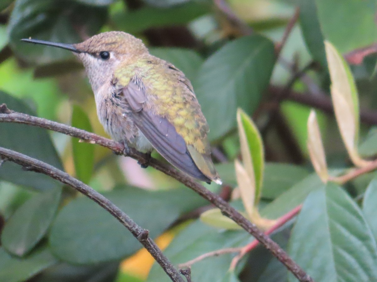 Anna's Hummingbird - ML617910919