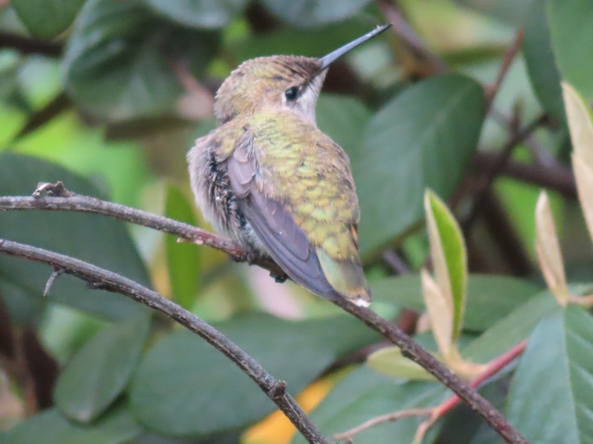 Anna's Hummingbird - Terri Williams