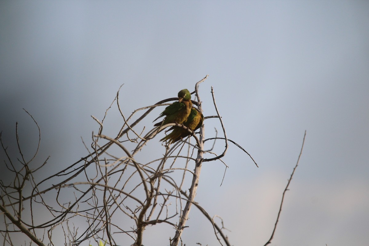 Olive-throated Parakeet - Dionisio  Gonzalez