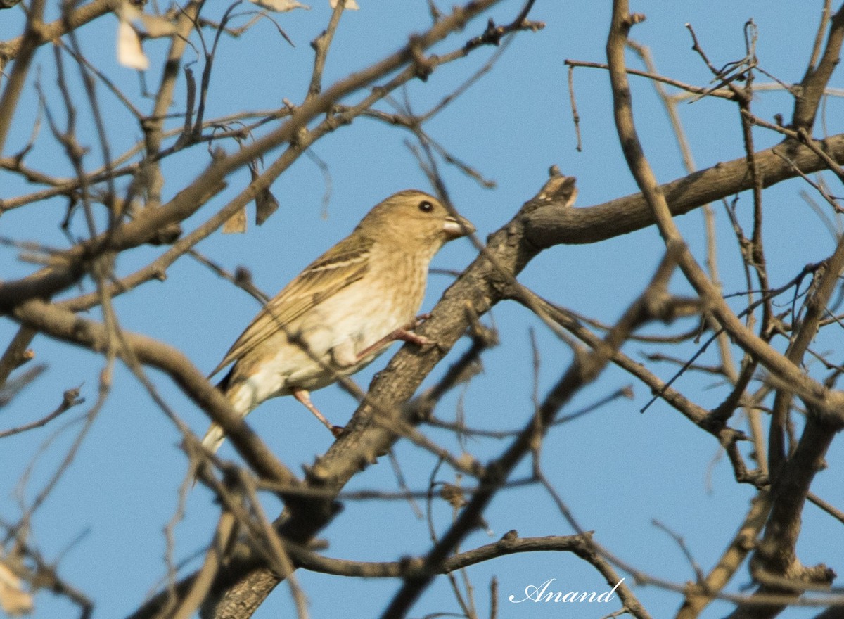 Common Rosefinch - Anand Singh