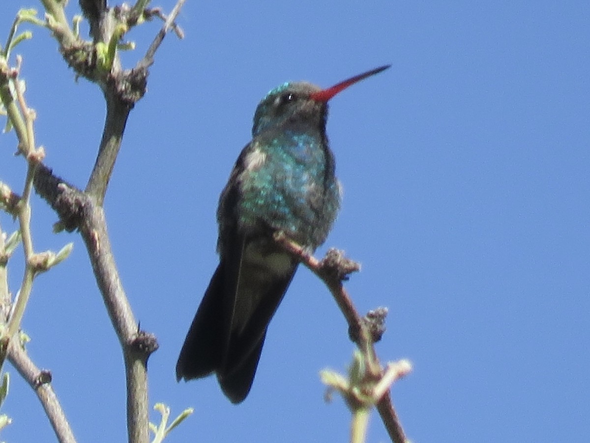 Broad-billed Hummingbird - ML617910965