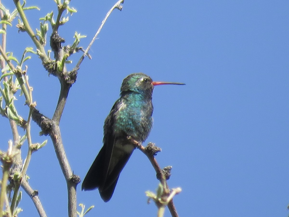 Broad-billed Hummingbird - ML617910966