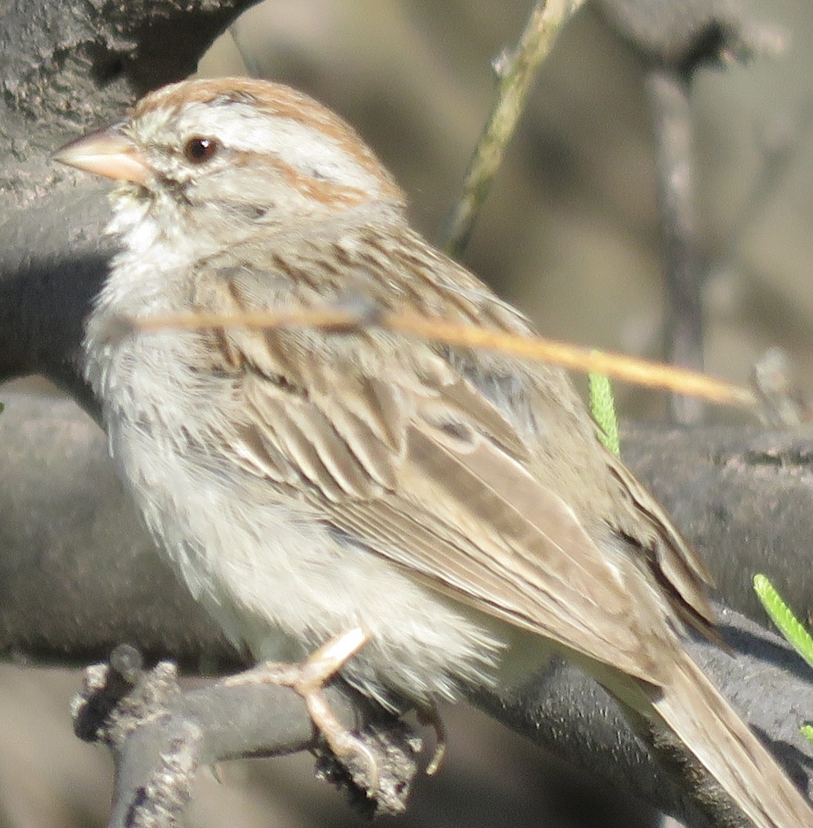 Rufous-winged Sparrow - ML617911022