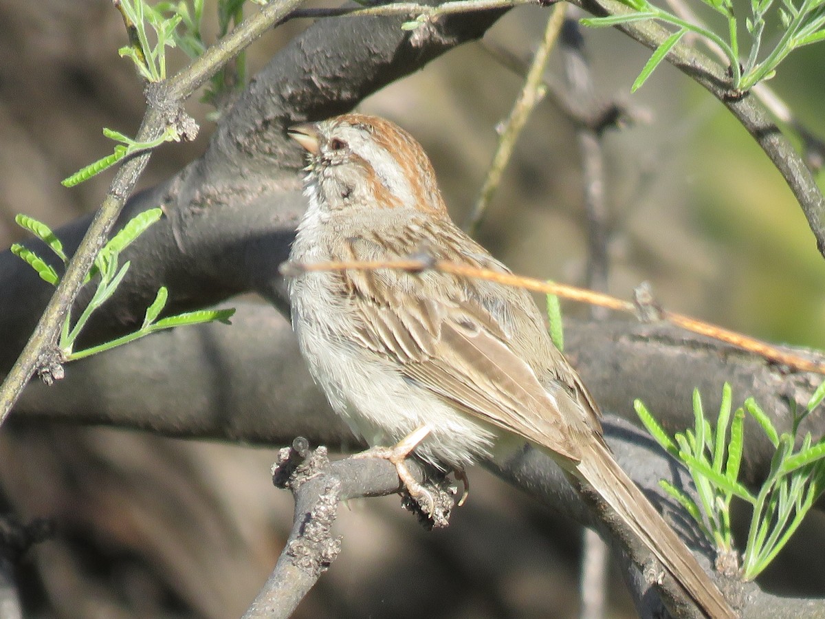 Rufous-winged Sparrow - Anonymous