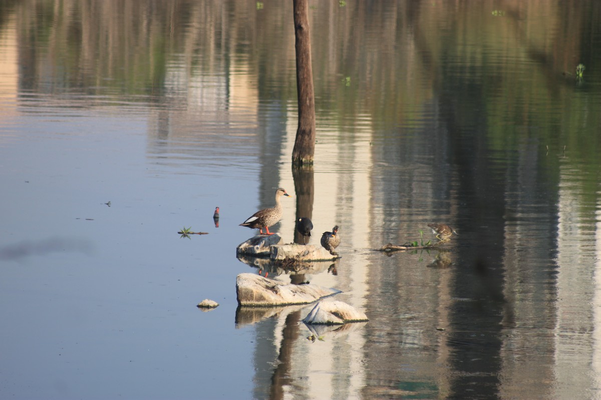 Indian Spot-billed Duck - Sanu Philip