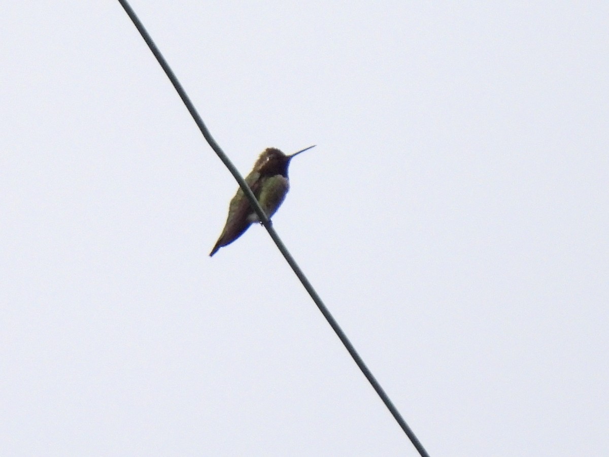 Anna's Hummingbird - ML617911042