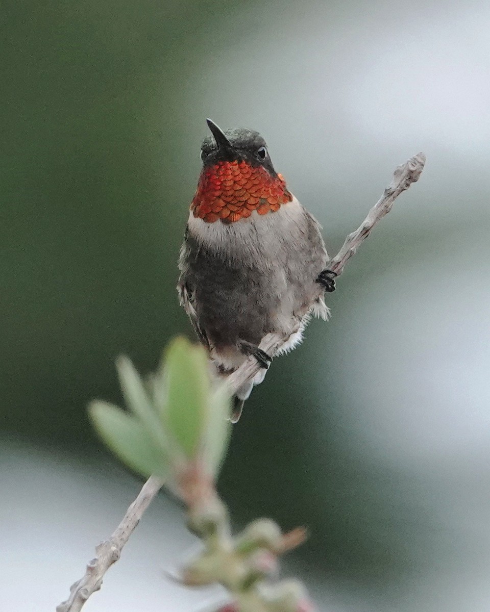 Ruby-throated Hummingbird - ML617911060
