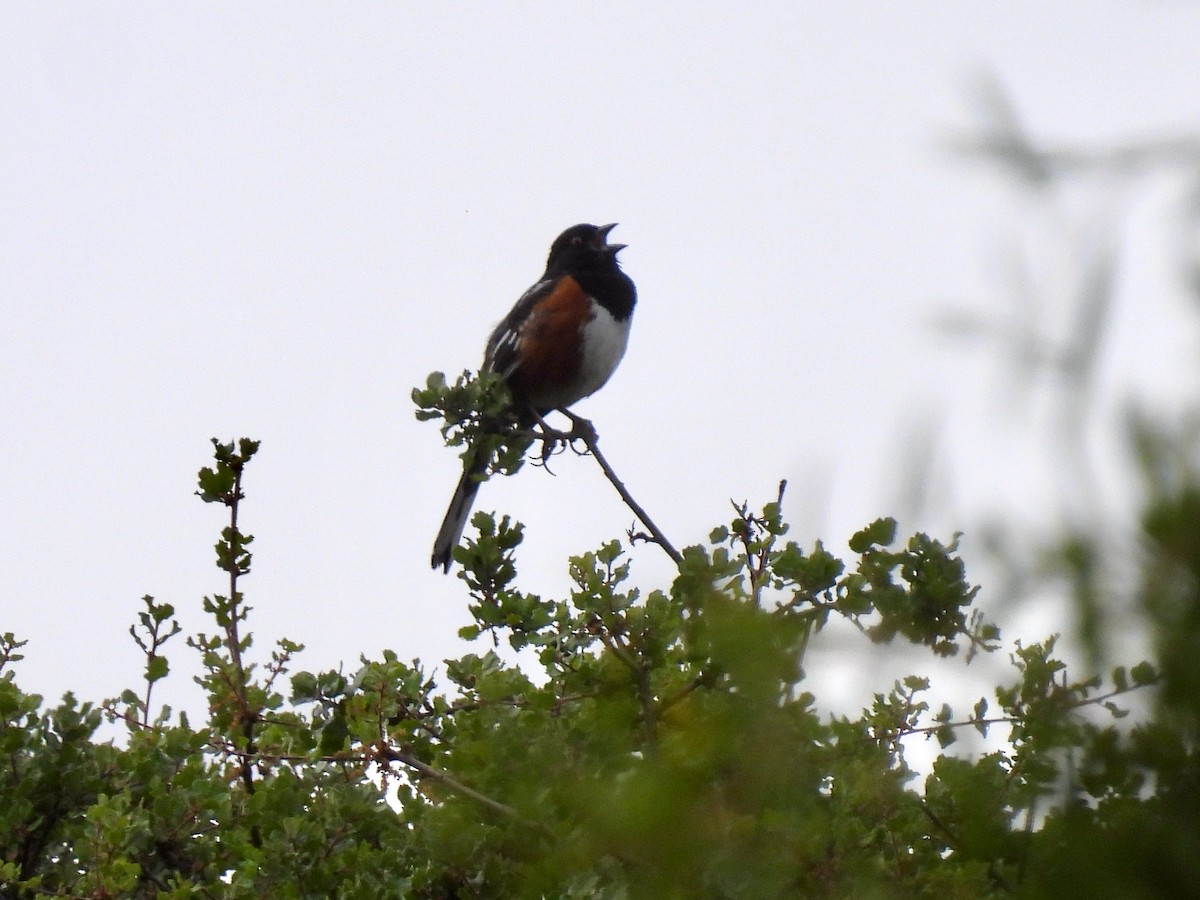 Spotted Towhee - ML617911063