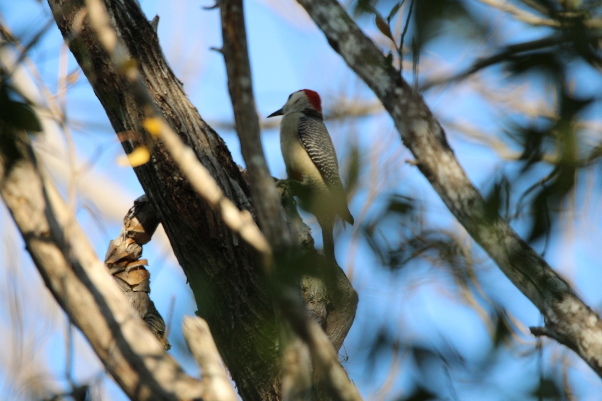 Golden-fronted Woodpecker - ML617911077