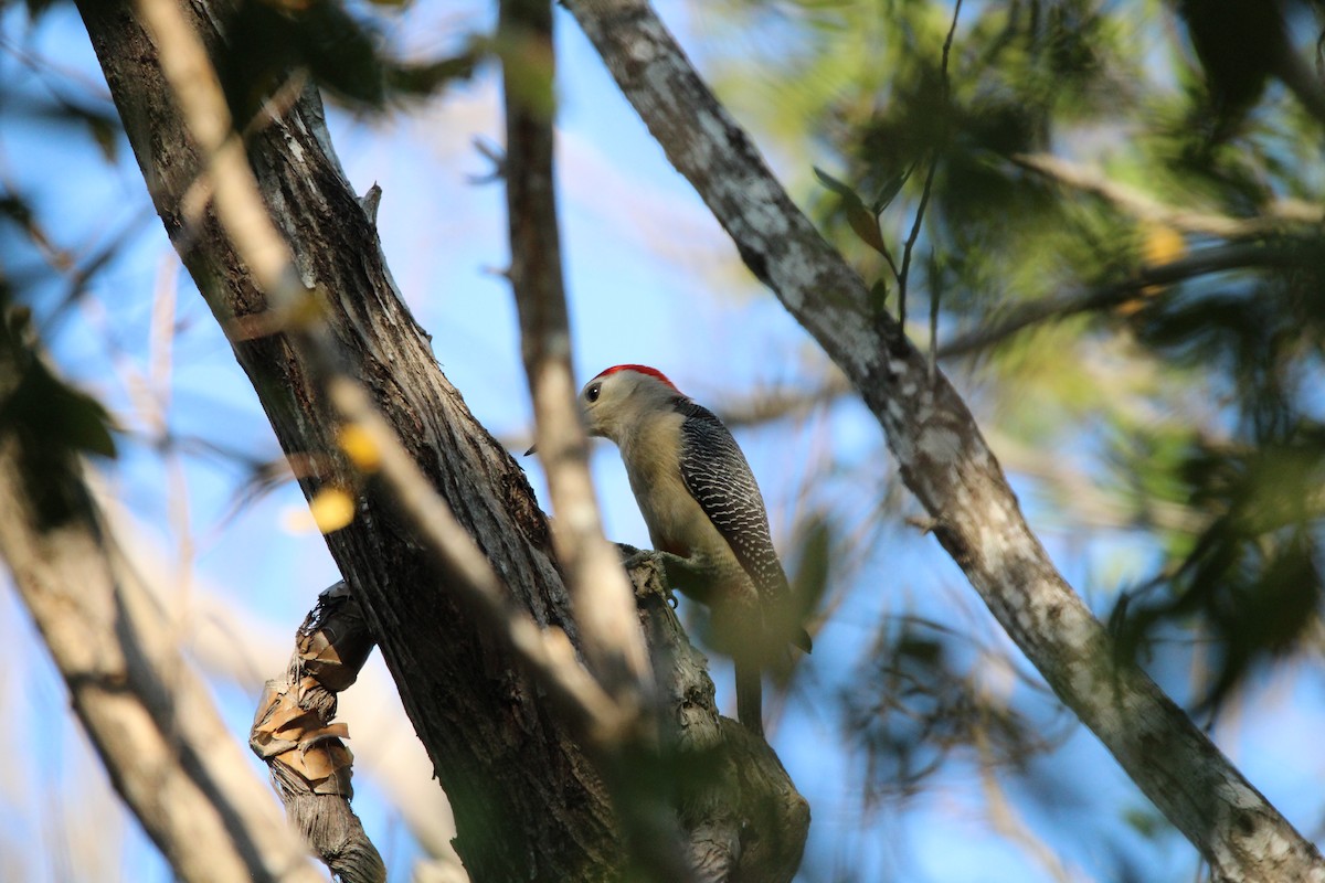 Golden-fronted Woodpecker - ML617911078