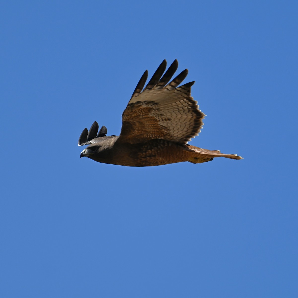Red-tailed Hawk (calurus/alascensis) - ML617911080