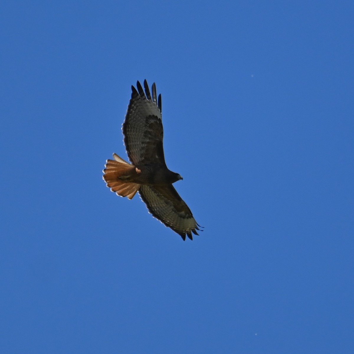 Red-tailed Hawk (calurus/alascensis) - Ronnie Reed