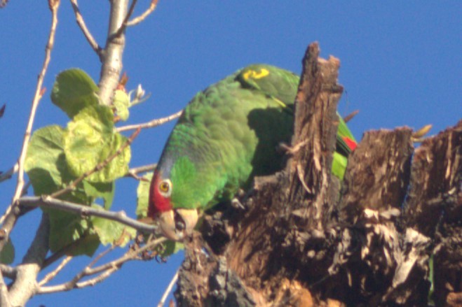 Red-crowned Parrot - ML617911088