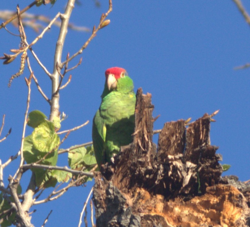 Red-crowned Parrot - ML617911089