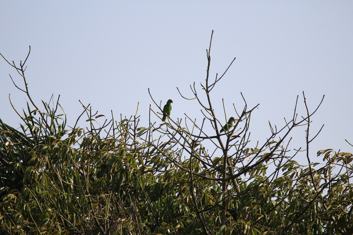 White-fronted Parrot - ML617911107