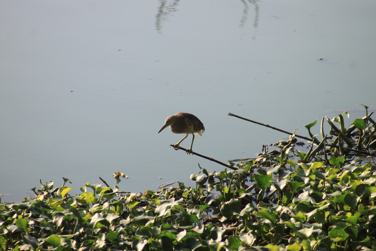 Indian Pond-Heron - ML617911111