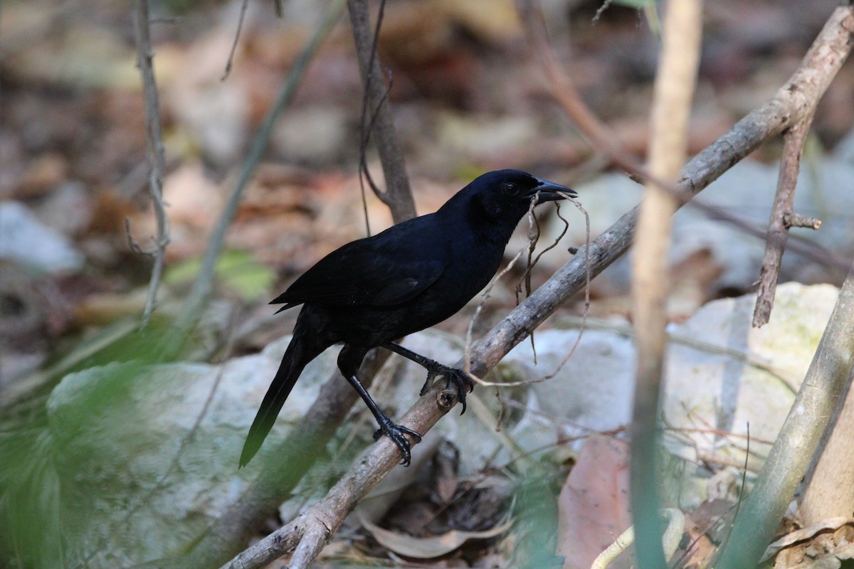 Melodious Blackbird - ML617911116