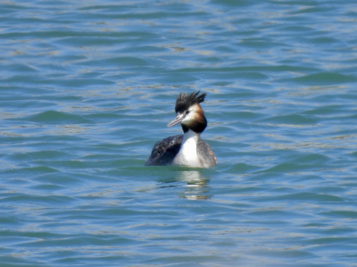 Great Crested Grebe - ML617911118