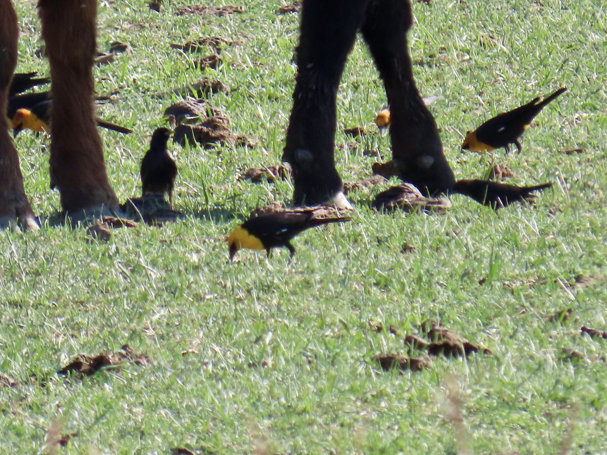 Yellow-headed Blackbird - ML617911131