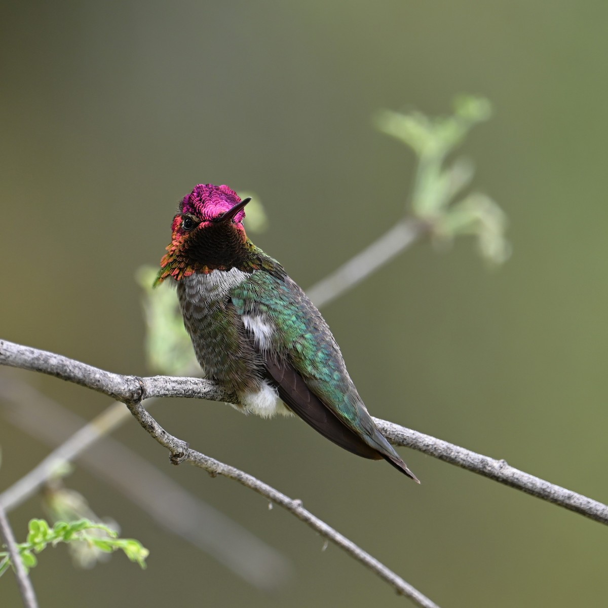 Anna's Hummingbird - ML617911144
