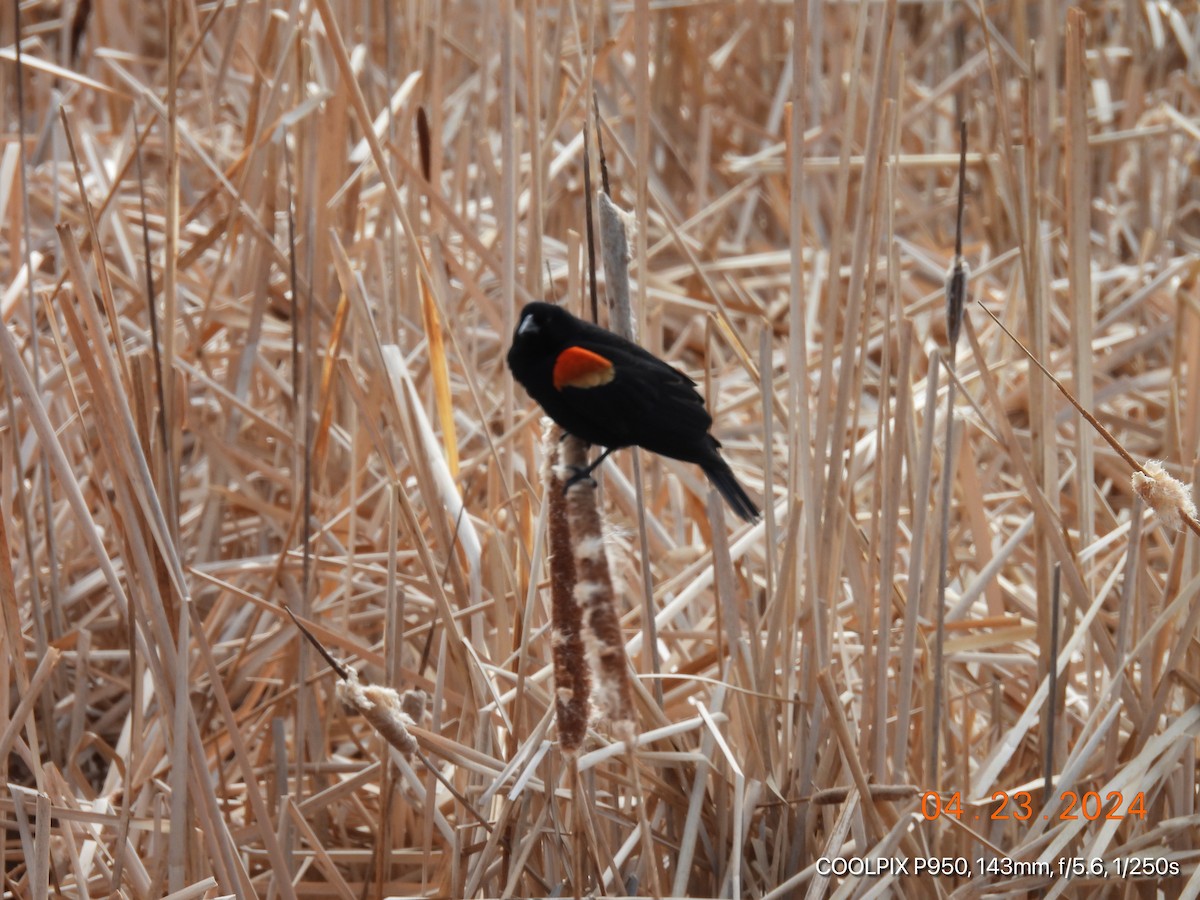 Red-winged Blackbird - Joyce Michael