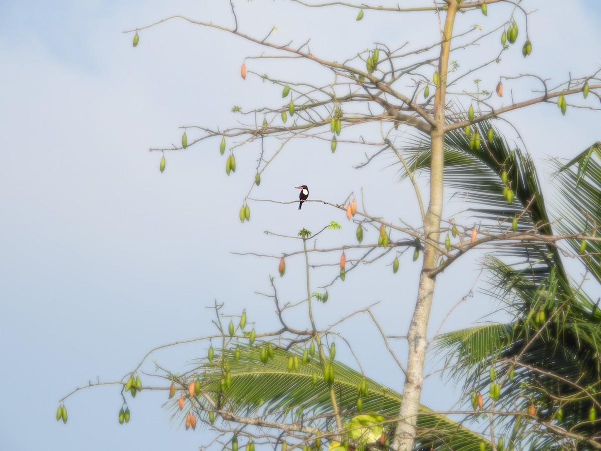 White-throated Kingfisher - Rupa Abdi
