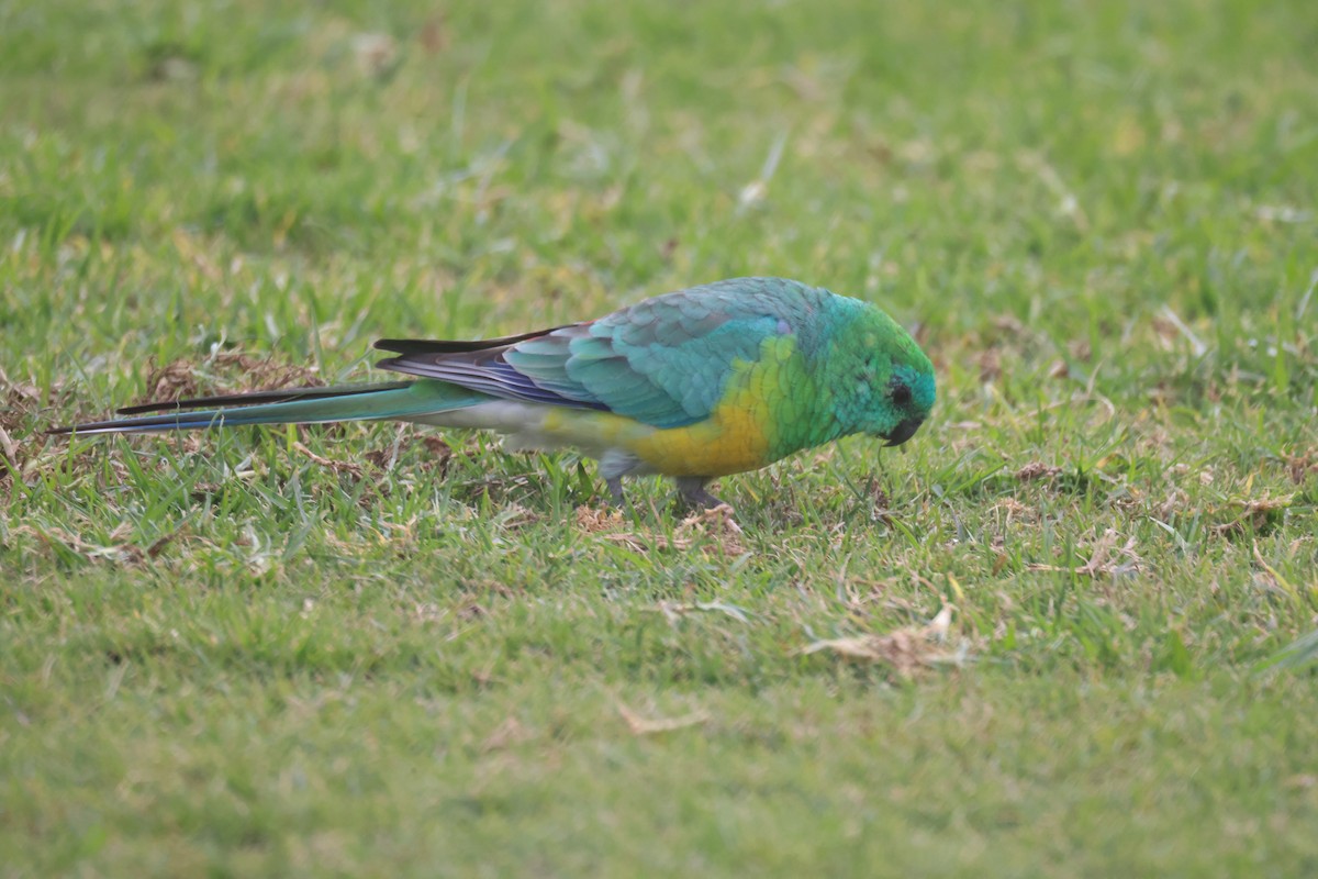 Red-rumped Parrot - ML617911266