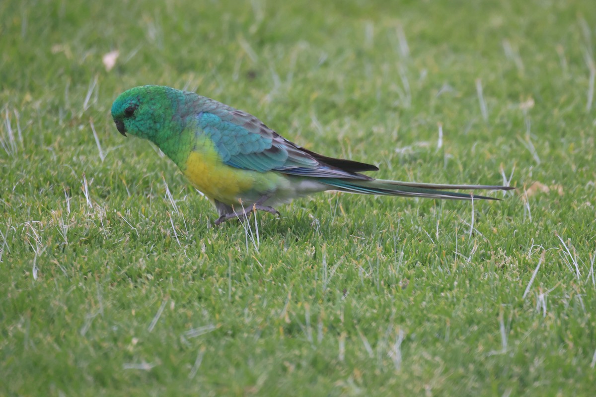 Red-rumped Parrot - ML617911278