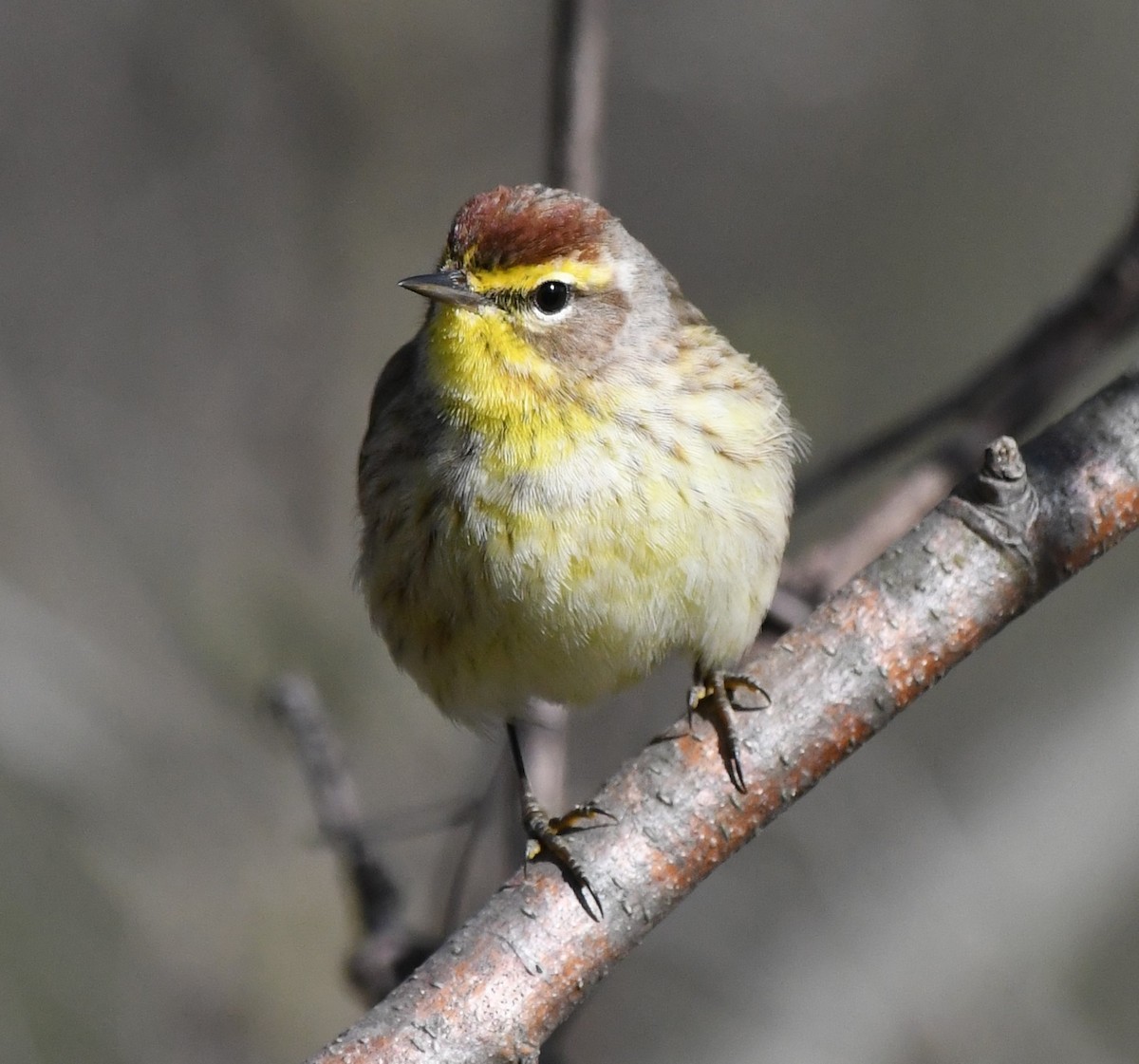 Palm Warbler - Helen and Franklin Chow