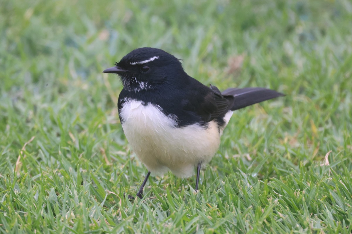 Willie-wagtail - ML617911292
