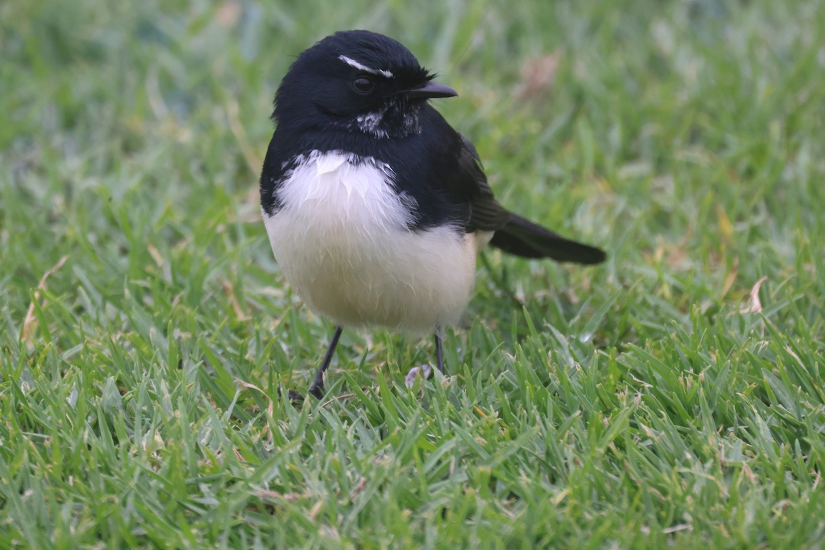 Willie-wagtail - ML617911297