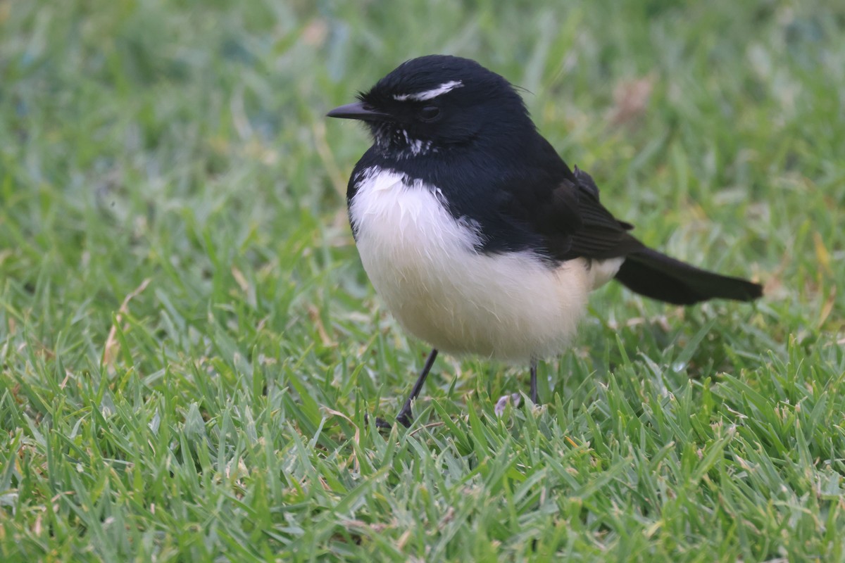 Willie-wagtail - ML617911301