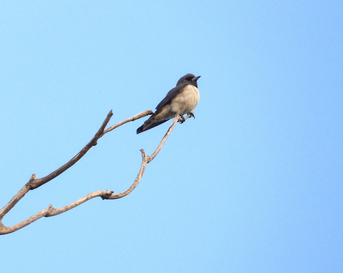 White-breasted Woodswallow - ML617911337